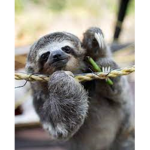 The Sloths fan group