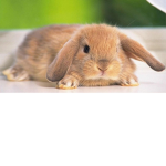 BUNNIES ARE CUTE.
