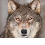 Wolf gangster