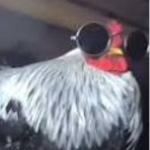 Chicken!!!!!!!!!!!!!!!!!!!!!!!!!!!!!!!!!!!!!!!!!!!