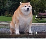 Doge's Play Piggy Ya Know