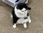 The cutest cat1