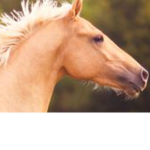 Horse’s united