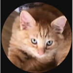 Cool cat family