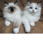 CrazyCatFans