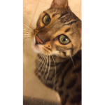 DUDE THIS IS TEH CAT SQUAD