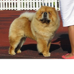 Chow chow