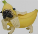 Dog Bananas