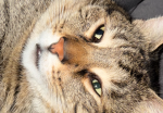 MEOW#LUV