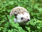 Hedgehogs of Robloxia