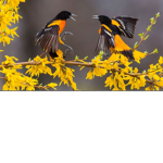 BIRDHUNT5M