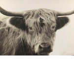 dancing cows!!!