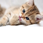 Cute Cats and Cute Cookies Group! :D =^.^=