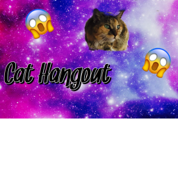 Cat Hangout