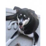 DOG AND CAT FAN GROUP!!!!