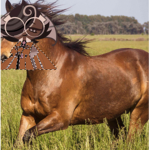 Expresso the horse
