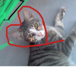 Little kitten Gus