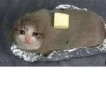 katzen gang
