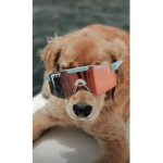 Stay as cool as the dogs
