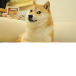Doge group 7u7