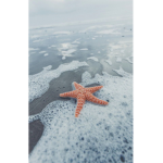 ⋆ Stella Stars ⋆