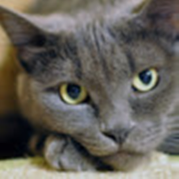 ACTUAL CATS IN GAME ENJOY