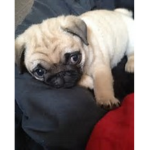 PUG LIFE RULES