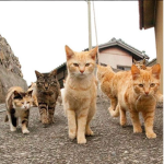 Cat's Warehouse