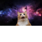The Space Cats :3