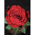 Red Roses With Thorns