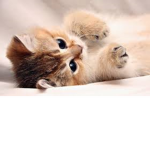 The Cat Clan Rules