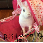 #RABBITS