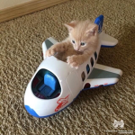 Cat Sales