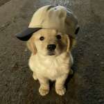 kayddo