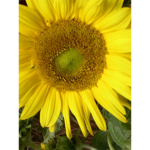 the sunflower squad