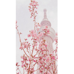 ~Le Blossom Squad~