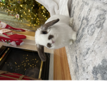 bunny owners