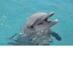 little blue dolphins!