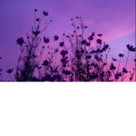 Violet Blu