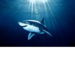 shark was taken