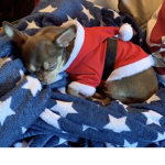 chihuahua is the best