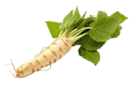 gated community of the horseradish