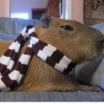 Los Capibaras