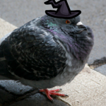 Chill Pigeon Squad