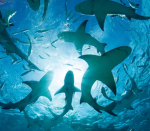 The Shark Cult :3