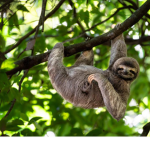Sloth team: