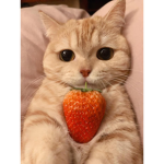 conversecat