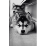 You Love Huskies Right?