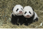 Savage Panda party