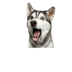 #HuskyFanClub